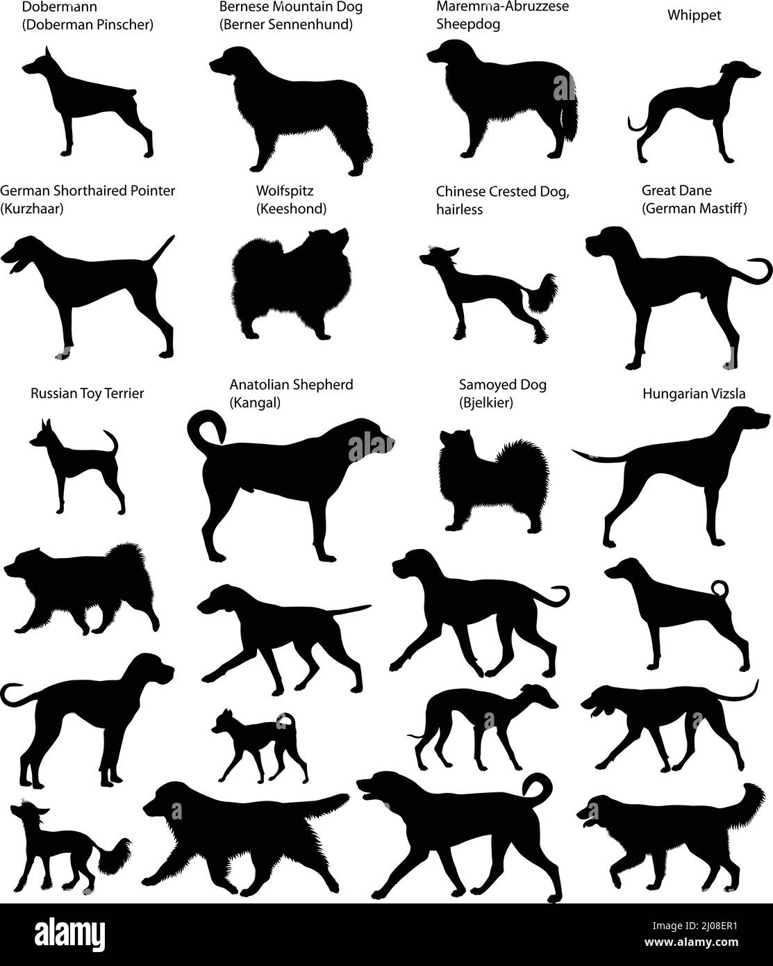 Sammlung von Silhouetten verschiedener Hunderassen: Great dane, kurzhaar, sennenhund, doberman, wolfspitz, vizsla, samoyed, Toy Terrier, Whippet Stock Vektor