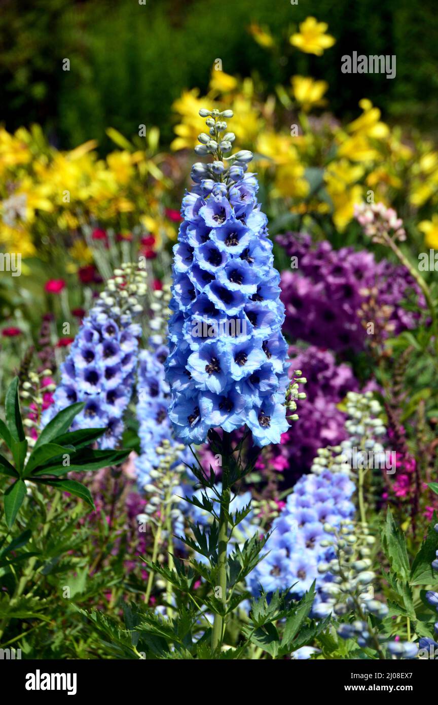 Tall Spiky Blue Delphinium Elatum 'Sweethearts' (Candle Larkspur) Blumen angebaut an RHS Garden Harlow Carr, Harrogate, Yorkshire, England, UK. Stockfoto