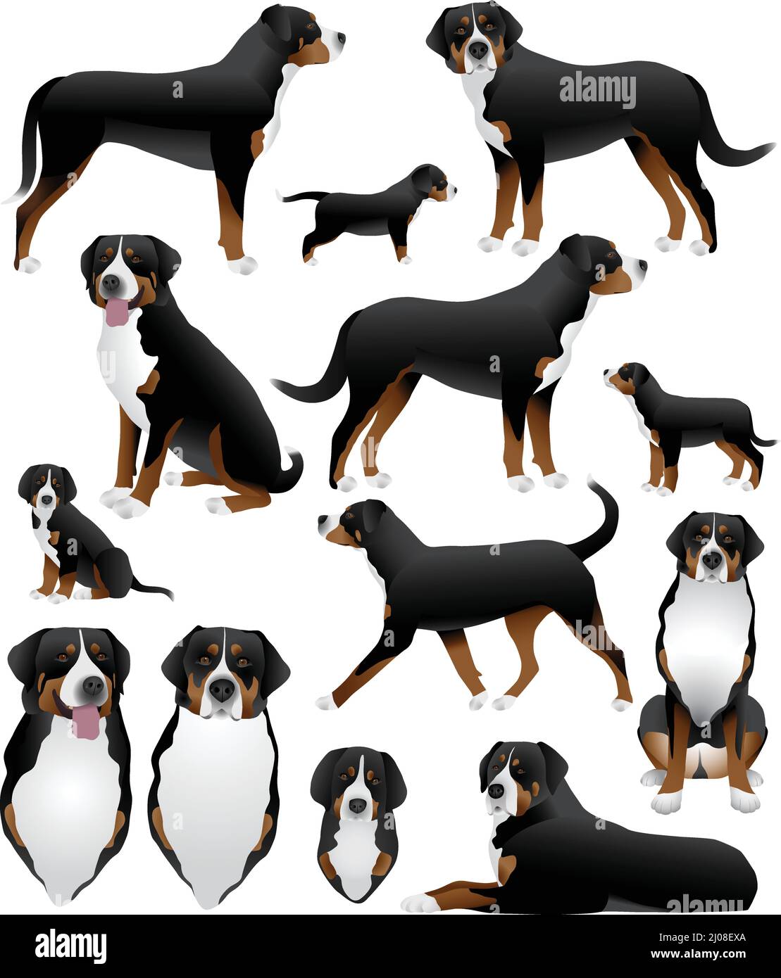 Sammlung von Greater swiss Mountain Dog Rasse in Farbe Bild Stock Vektor