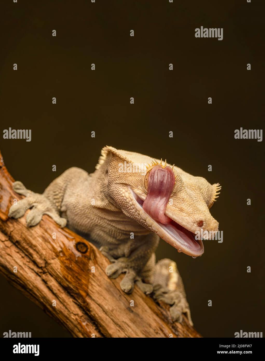 Crested Gecko (Correlophus ciliatus), auch bekannt als Eyelash Gecko Stockfoto