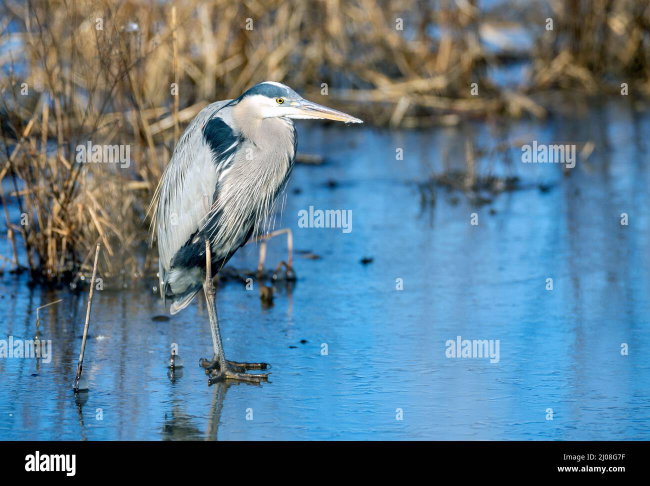 Great Blue Heron on on on Ice, Bombay Hook, USA Stockfoto