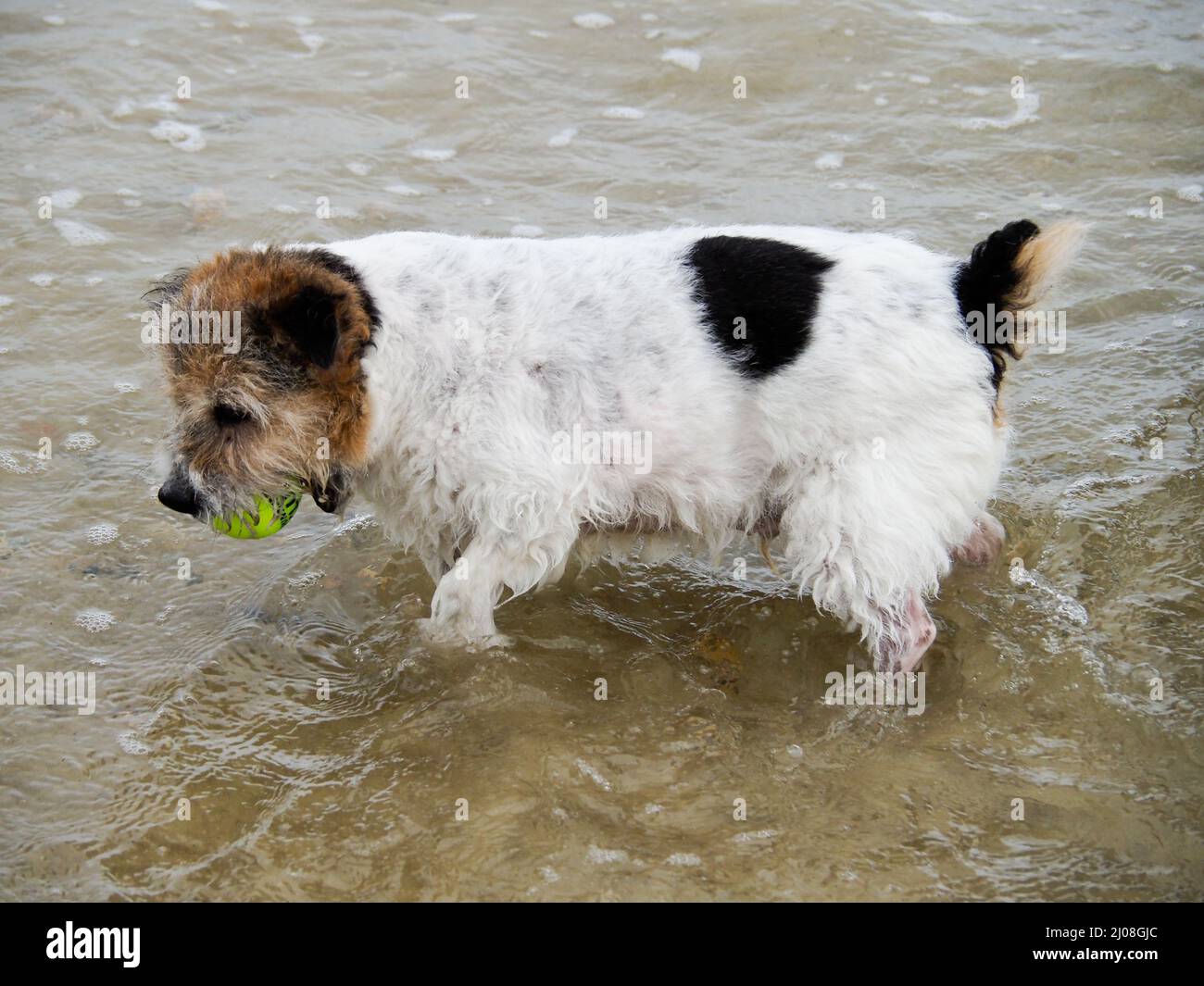 Nahaufnahme eines kleinen schwarz-weißen Hundes, der im Meer paddelt und einen Tennisball im Mund trägt Stockfoto