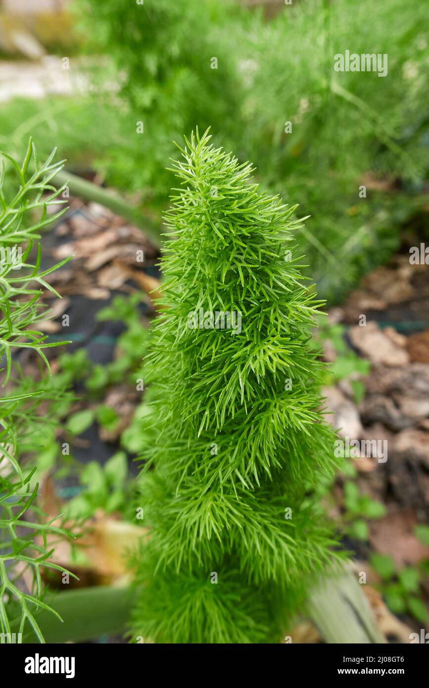 Foenicum vulgare Pflanze aus nächster Nähe Stockfoto