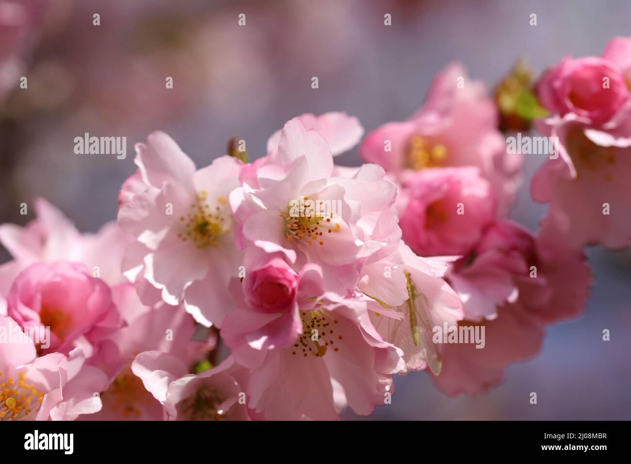 Schöne rosa Frühlingsblüte vor einem blauen Himmel selektiver Fokus mit geringer Schärfentiefe Stockfoto