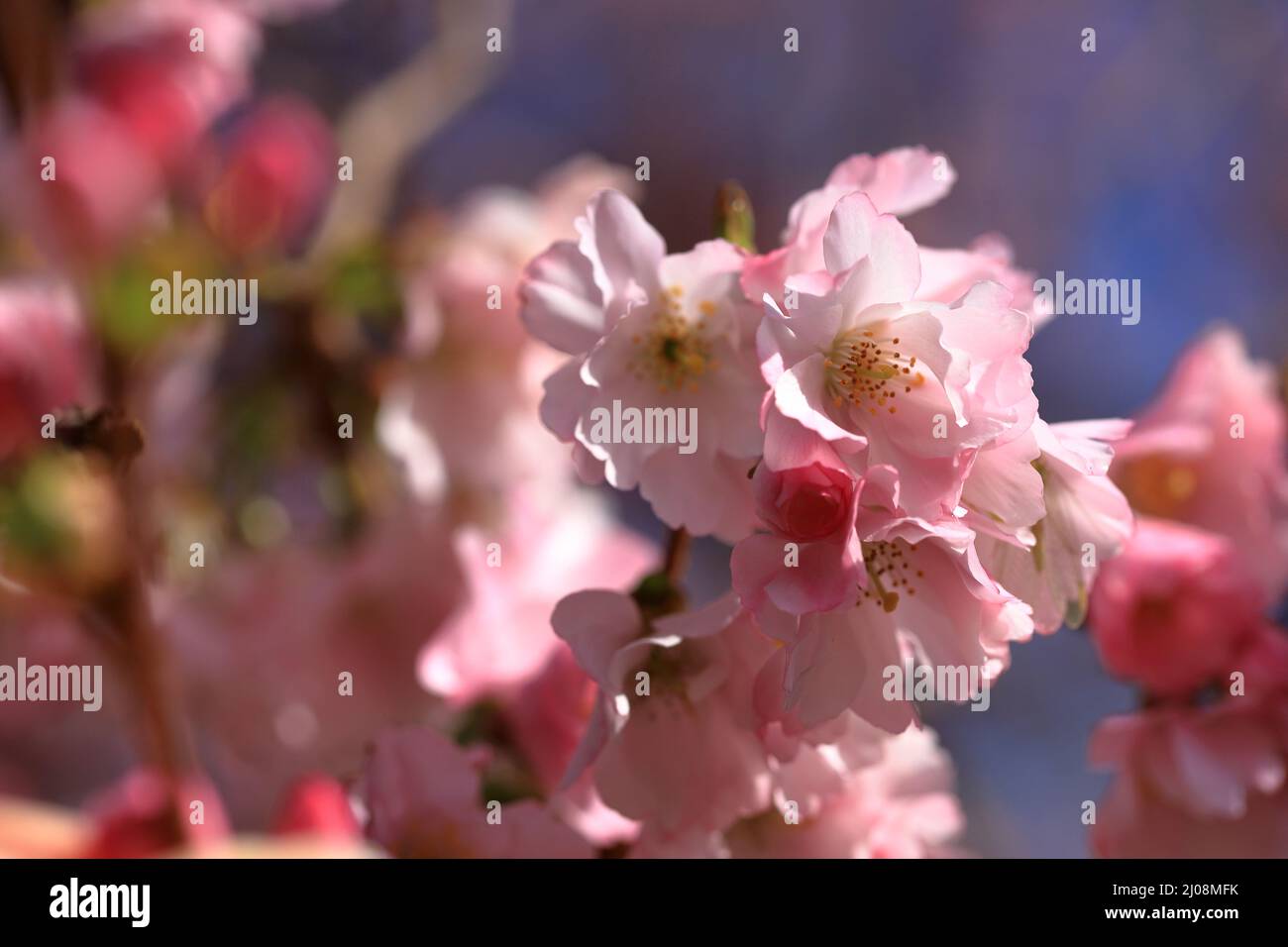 Schöne rosa Frühlingsblüte vor einem blauen Himmel selektiver Fokus mit geringer Schärfentiefe Stockfoto