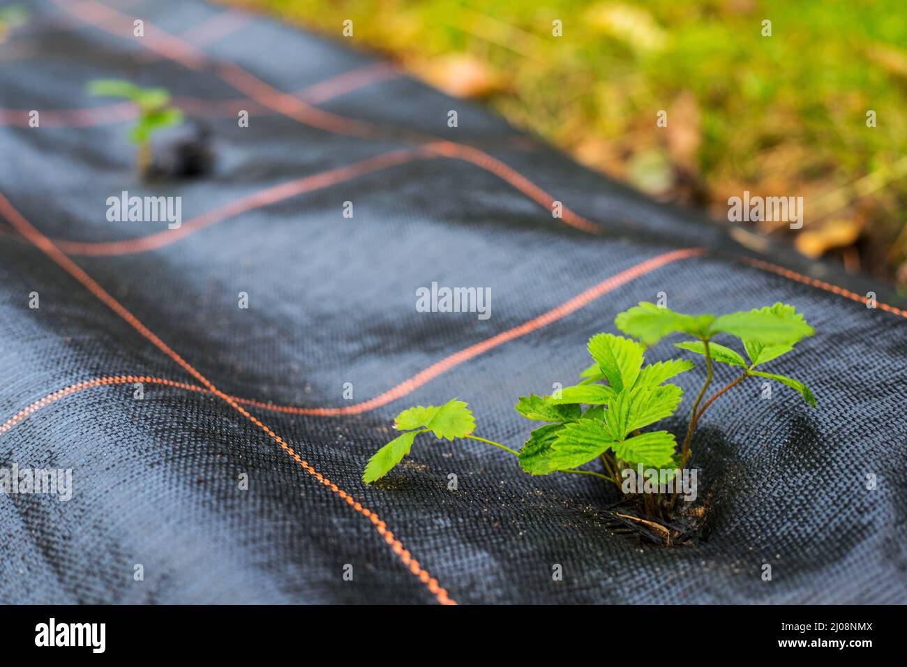 Junge Erdbeerpflanze im Garten Stockfoto