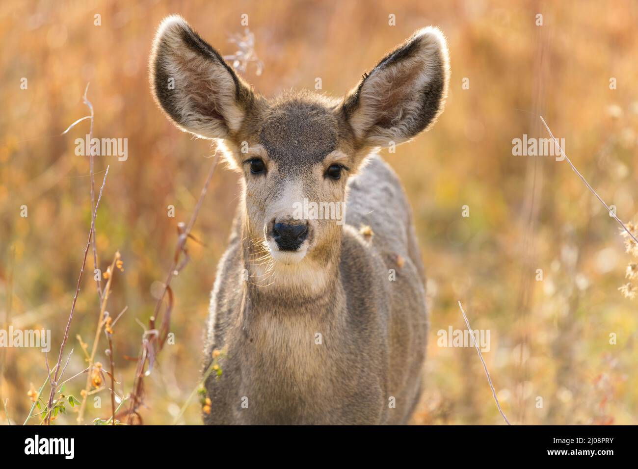 Young Mule Deer - Nahaufnahme eines jungen Maultierhirsches, der an einem sonnigen Herbstabend auf einer Bergwiese steht. Chatfield State Park, CO, USA. Stockfoto