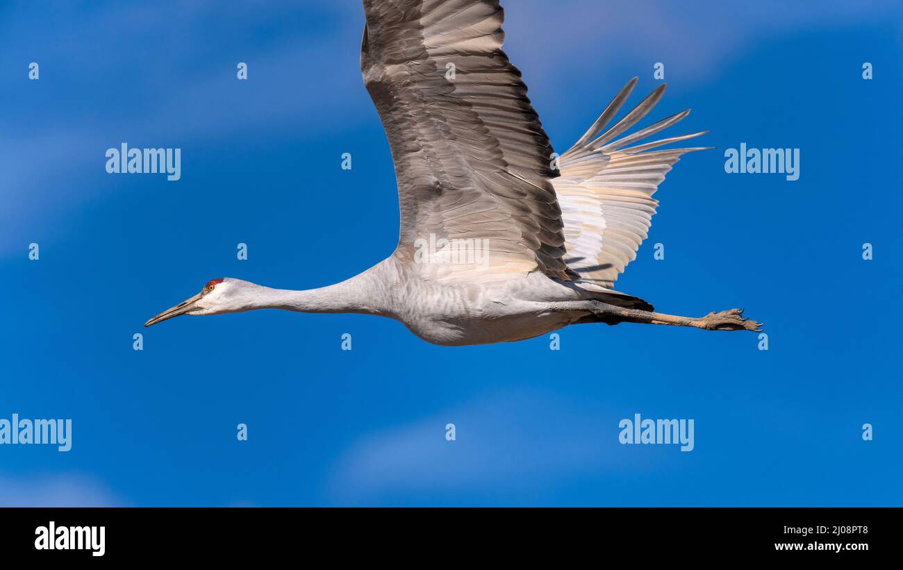 Flying Sandhill Crane - Nahaufnahme eines Sandhill Crane, der in einem sonnigen blauen Himmel fliegt. New Mexico, USA. Stockfoto