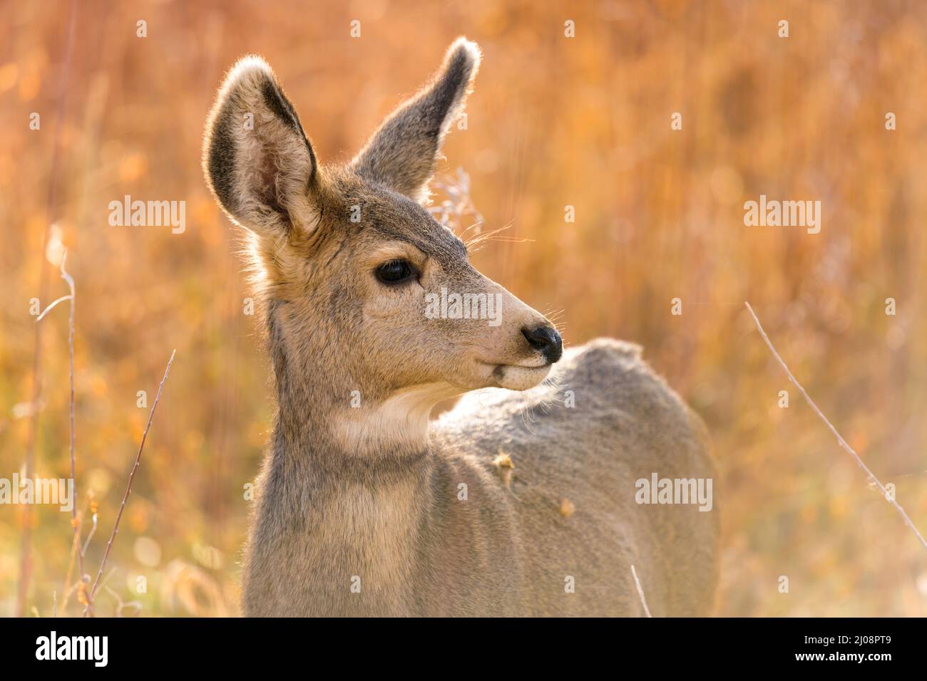 Autumn Mule Deer - Nahaufnahme eines jungen Maultieres, der an einem hellen Herbstabend auf einer Bergwiese steht. Chatfield State Park, CO, USA. Stockfoto