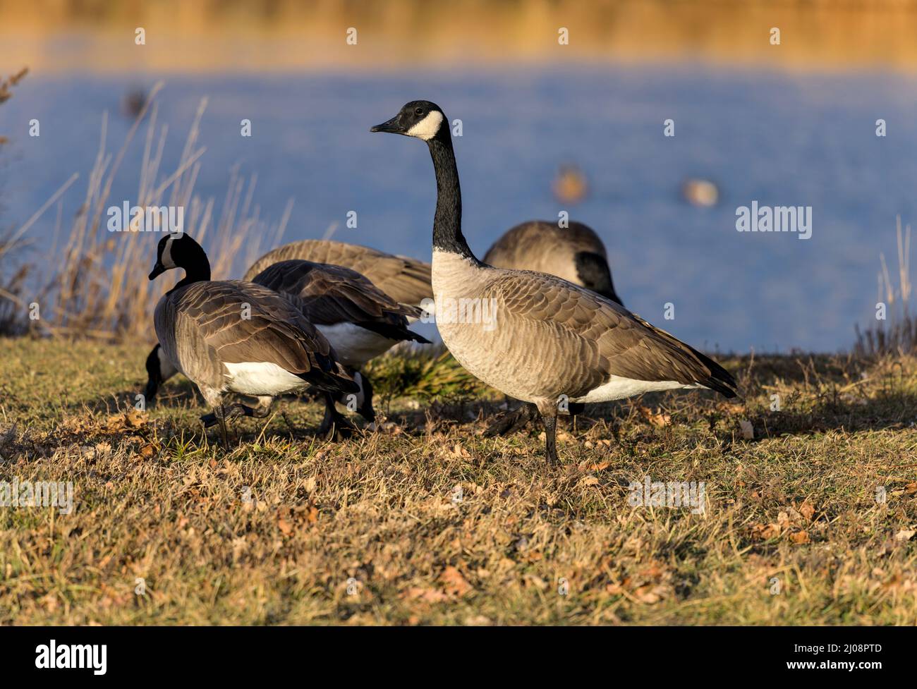 Winter-Gänse - Ein Knall kanadischer Gänse, die sich an einem Winterabend auf einem Rasen neben einem kleinen Teich ernähren. Bear Creek Greenbelt Park, Lakewood, CO, USA. Stockfoto