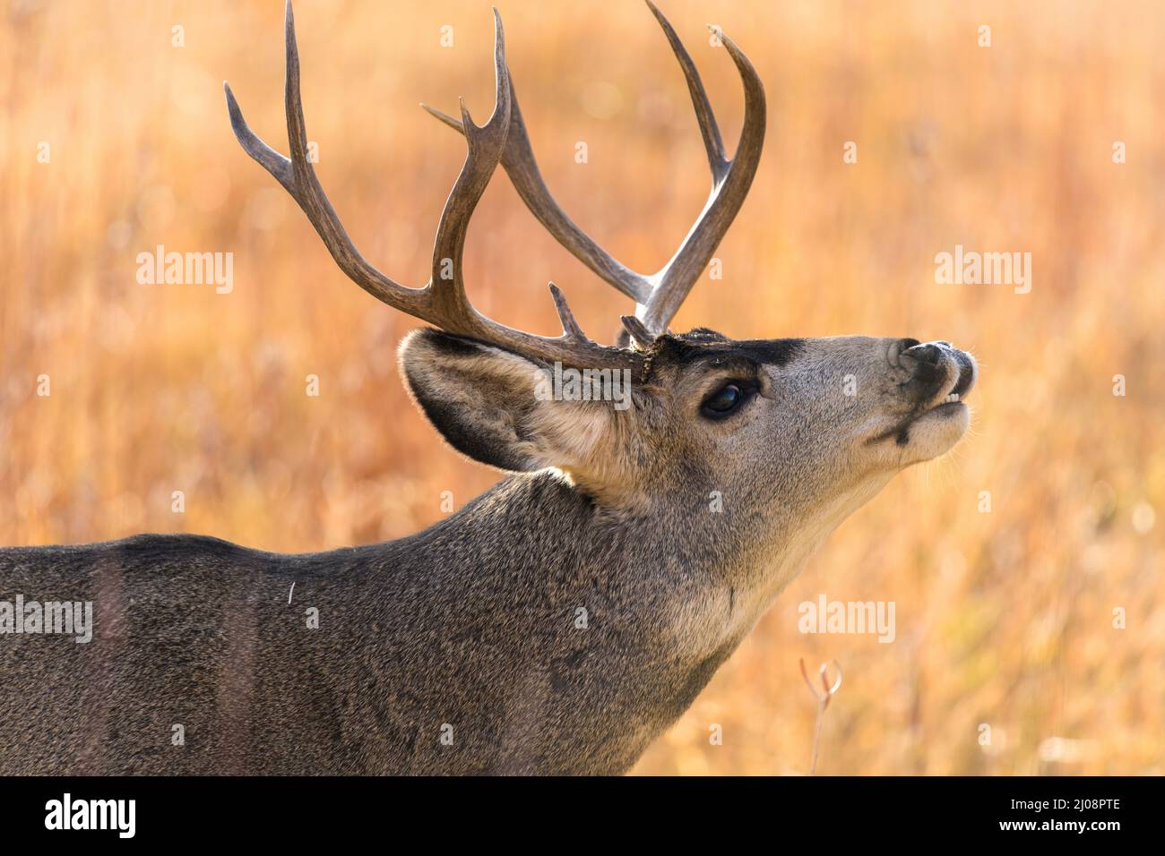 Bull Mule Deer - Nahaufnahme eines Bullenmaulhirsches, der an einem hellen Herbstabend auf einer Bergwiese steht und ruft. Chatfield State Park, CO, USA. Stockfoto