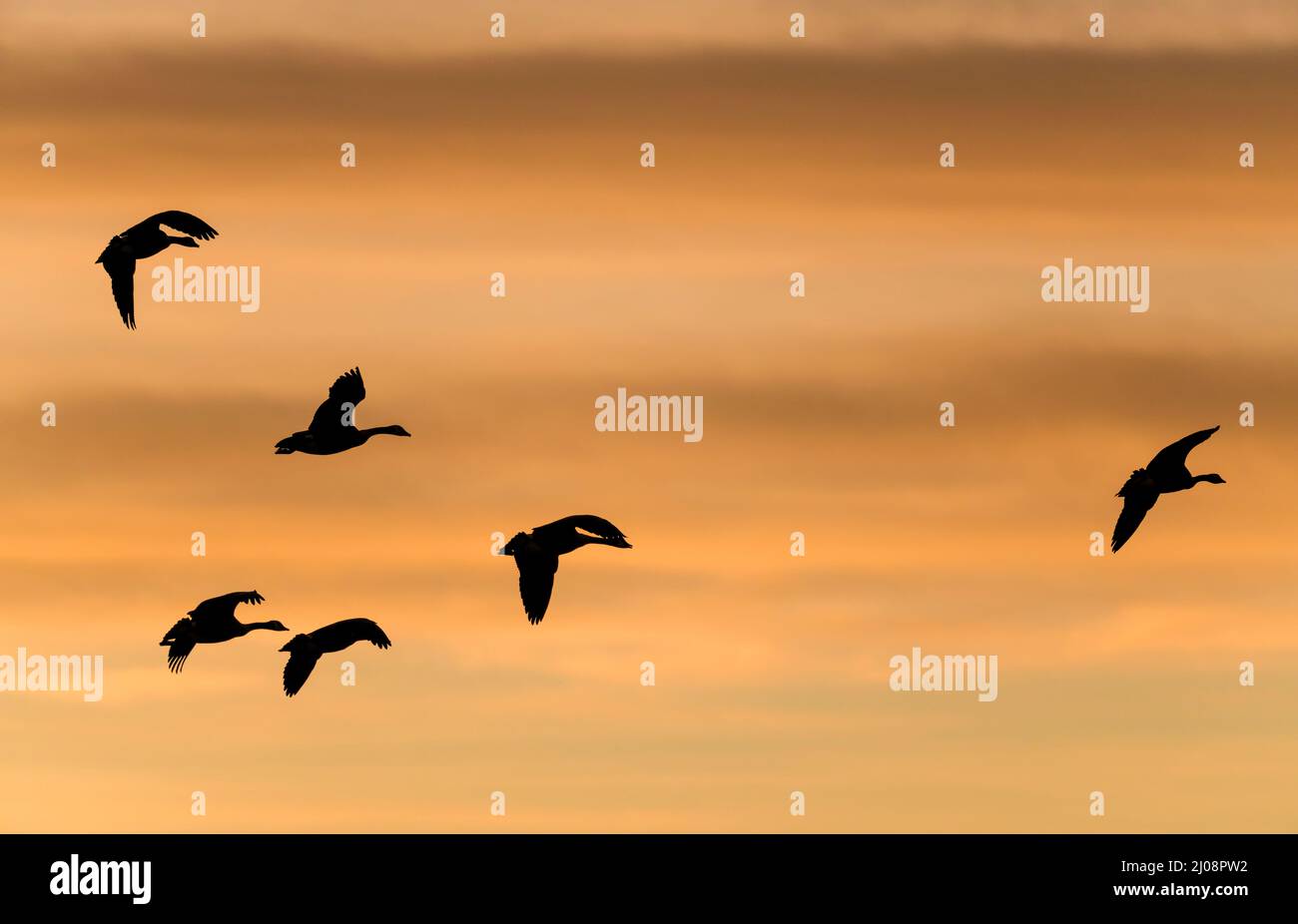 Flying Gänse - Ein Team von Kanadischen Gänsen fliegt auf einem bunten Winter Sonnenuntergang Himmel. Colorado, USA. Stockfoto