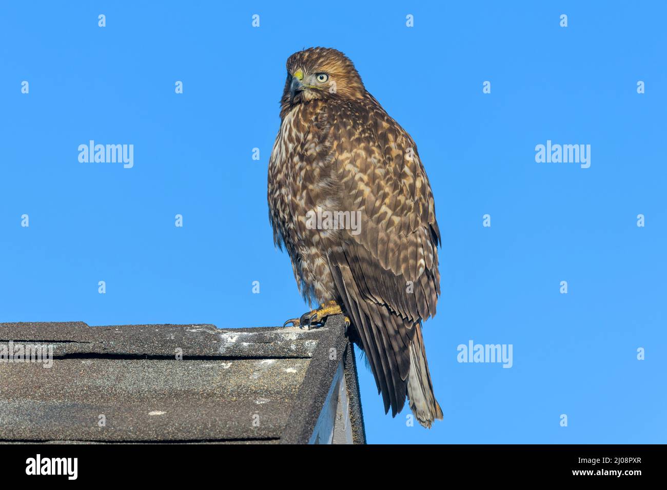 Red-tailed Hawk – Ein Rotschwanzfalke, der auf einem Kamm eines Wohnhausdachs steht, wobei sich der Kopf leicht nach links dreht. Lakewood, CO, USA. Stockfoto