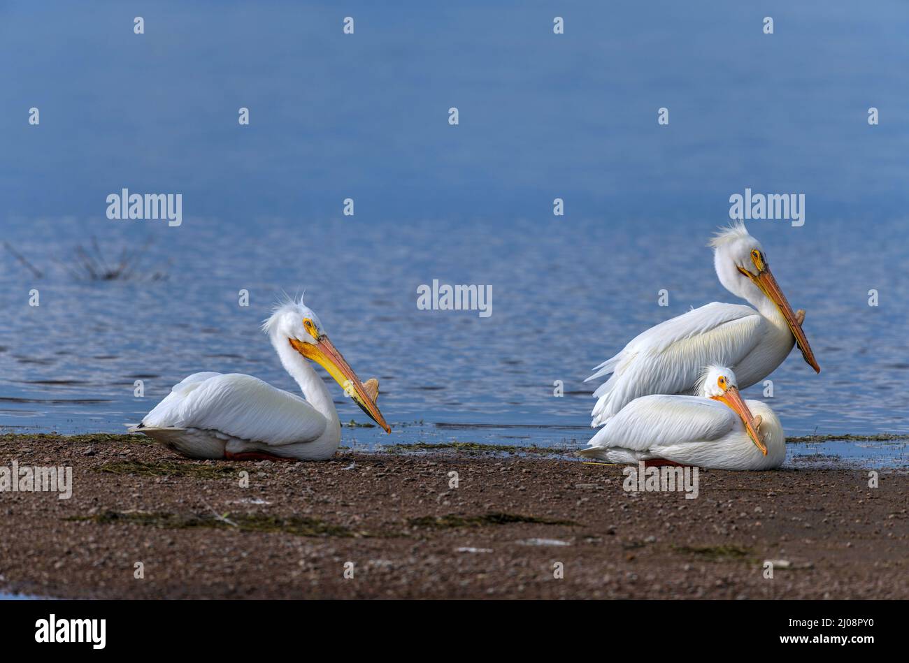 American White Pelican - drei American White Pelicans, die an einem sonnigen Frühlingsabend am Ufer des Chatfield Reservoirs ruhen. Denver-Littleton, CO, USA. Stockfoto