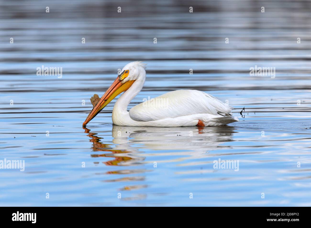 American White Pelican - ein American White Pelican, in Brutzustand, genießen ruhiges Wasser im Chatfield Reservoir an einem Frühlingsabend. CO, USA. Stockfoto