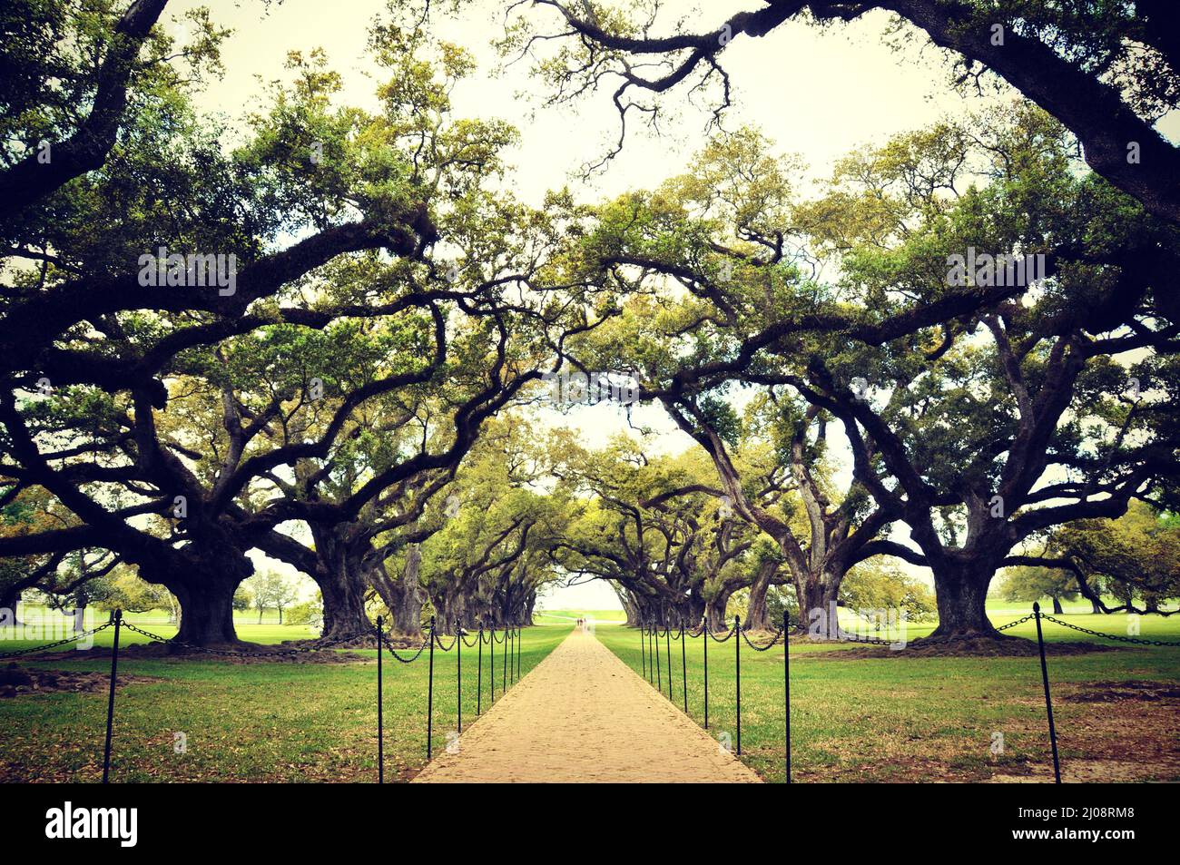 Pfad zwischen den Eichen in der Oak Alley Louisiana Stockfoto