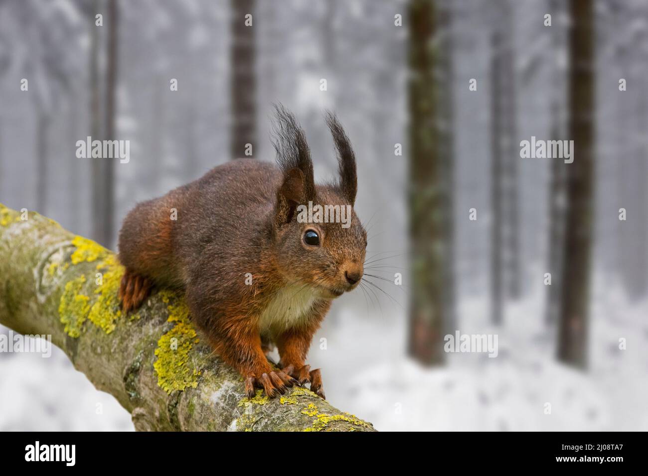Eurasisches rotes Eichhörnchen (Sciurus vulgaris) mit dunklem Wintermantel und großen Ohrbüscheln, die über einen Baumzweig in schneebedeckten Wäldern laufen Stockfoto