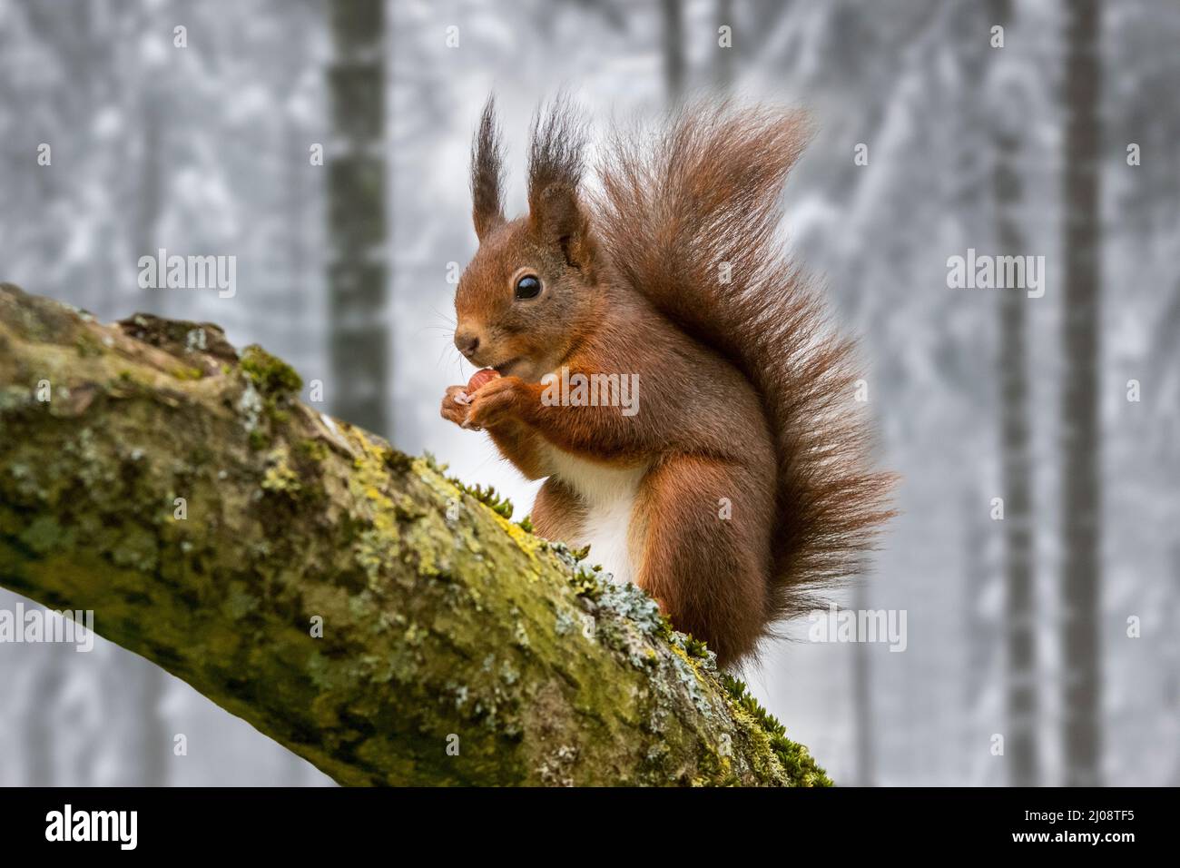 Eurasisches rotes Eichhörnchen (Sciurus vulgaris) mit großen Ohrbüscheln am Baumzweig, die im Winter Haselnuss/Nuss aus dem Futterlager im schneebedeckten Wald fressen Stockfoto