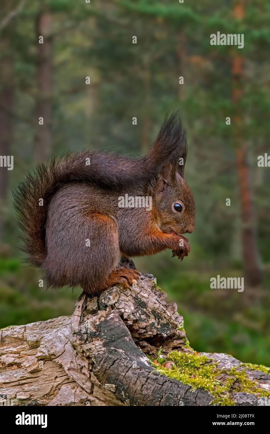 Süßes eurasisches rotes Eichhörnchen (Sciurus vulgaris) mit großen Ohrbüscheln, die Haselnüsse/Nüsse aus dem Futterspeicher fressen, der im Baumstumpf im Pinienwald versteckt ist Stockfoto