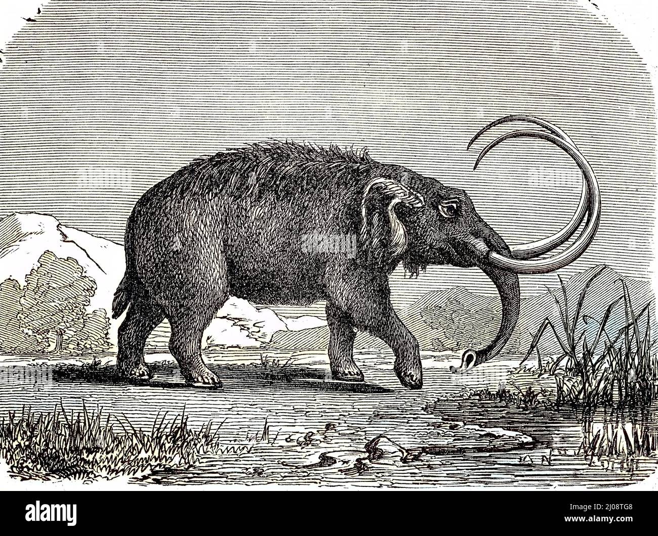 Mastodons are any species of Elocated Mammutid proboscideans in the genus Mammut, entfernt related to Elephants / Mastodonen sind eine beliebte Art von ausgestorbenen Säugetierrüsseltieren der Gattung Mammut, die entfernt mit Elefanten verwandt sind, historisch, C:CC5historical, Digitale verbesserte Reproduktion eines Originals aus dem 19.. Jahrhundert / digitale Reproduktion einer Originalvorlage aus dem 19. Jahrhundert, Originaldatum nicht bekannt Stockfoto