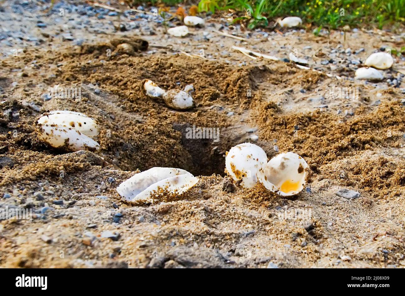 Diamant-Schildkrötennest, das von Waschbär vordatiert wurde Stockfoto