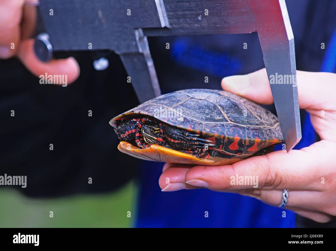 Biologe, der die Karapace einer gemalten Schildkröte misst Stockfoto