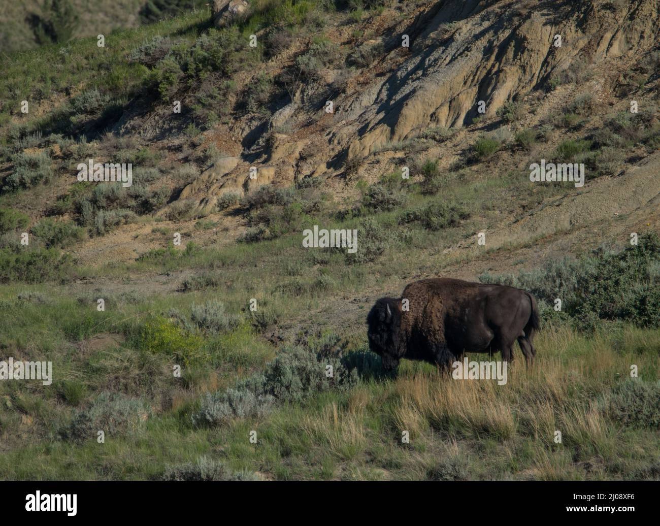 Ein Bison, der durch die Prärie im Theodore Roosevelt National Park, North Dakota, wandert. Stockfoto