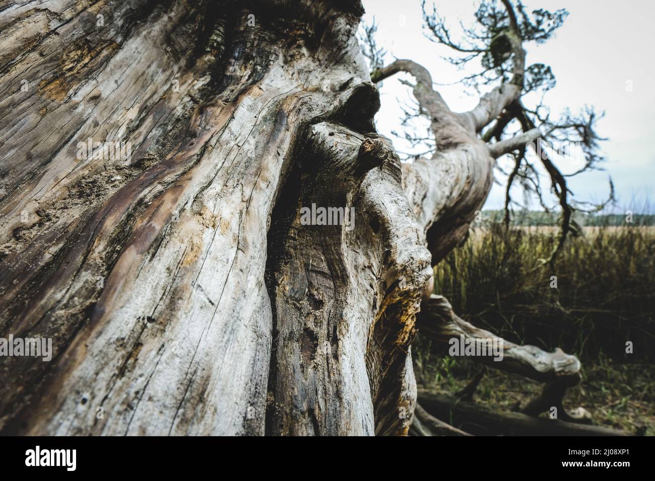 Gefallener Baum und Salzwiesen. Küste Georgiens. Stockfoto