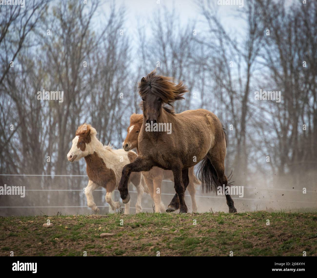 Drei isländische Pferde laufen auf der Frühlingsweide Stockfoto