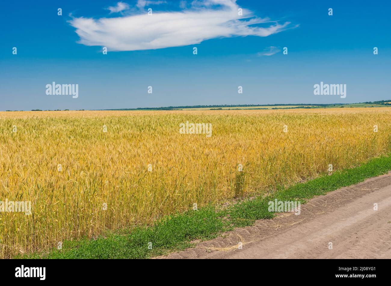 Sommerlandschaft mit einer Erdstraße zwischen Weizenfeldern in der Nähe der Stadt Dnipro, Zentralukraine Stockfoto