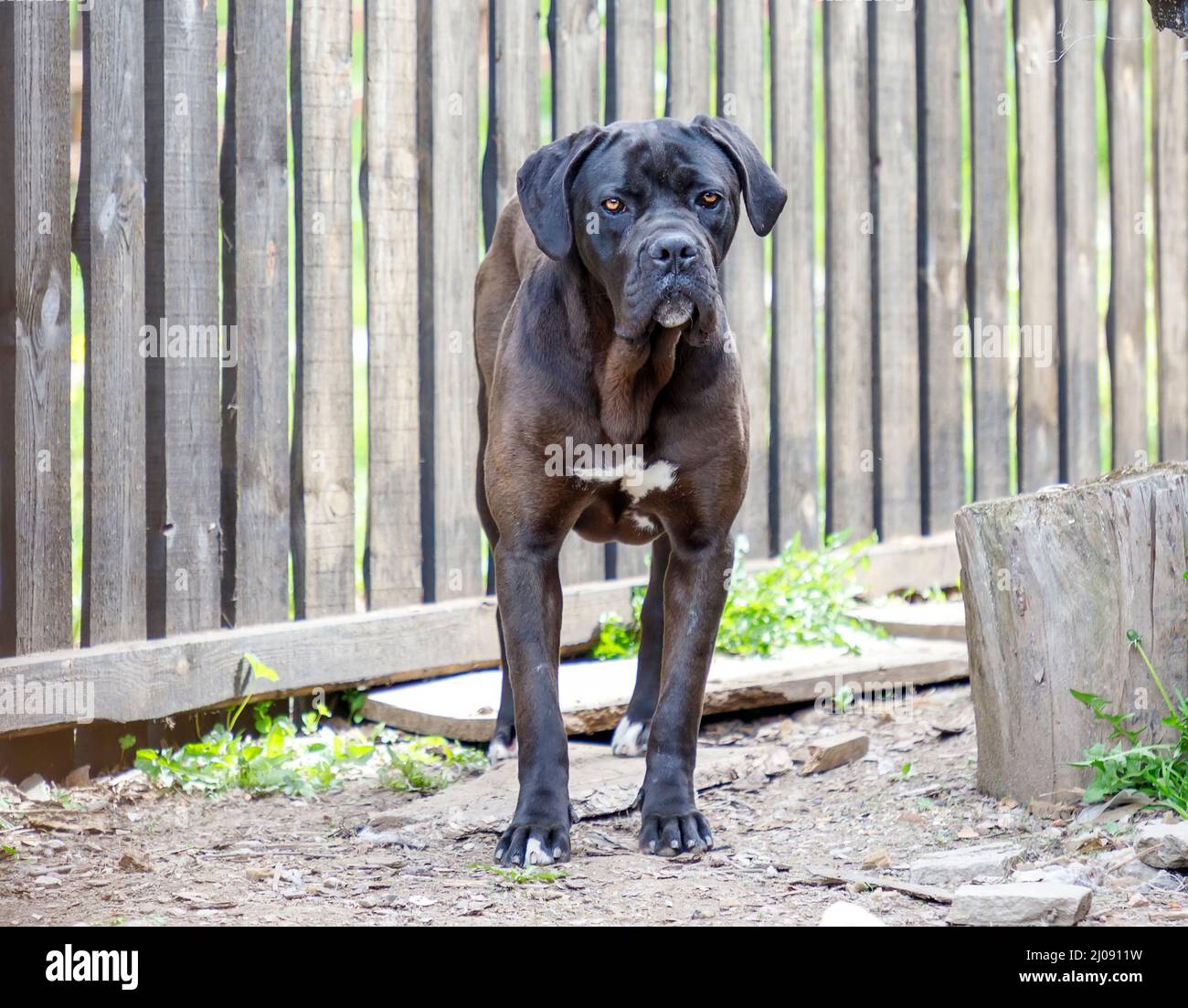 Mastiff dog house dog portrait -Fotos und -Bildmaterial in hoher Auflösung  – Alamy