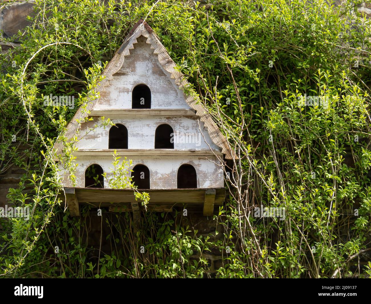 Altes hölzernes Taubenmittel an der Wand. Stockfoto