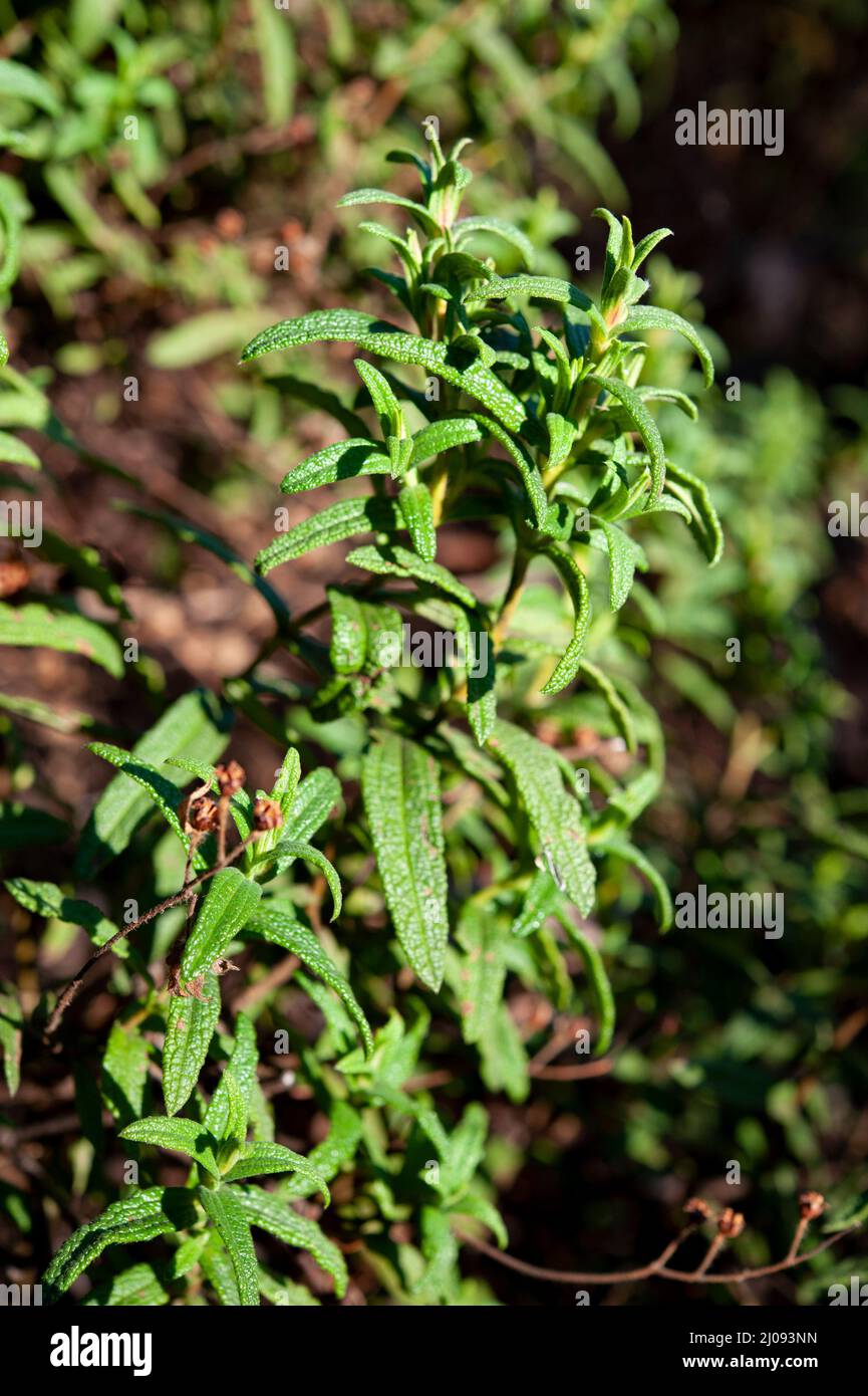 Cistus monspeliensis ist eine Art von Steinrose, die unter dem gemeinsamen Namen Montpellier cistus bekannt ist. Stockfoto