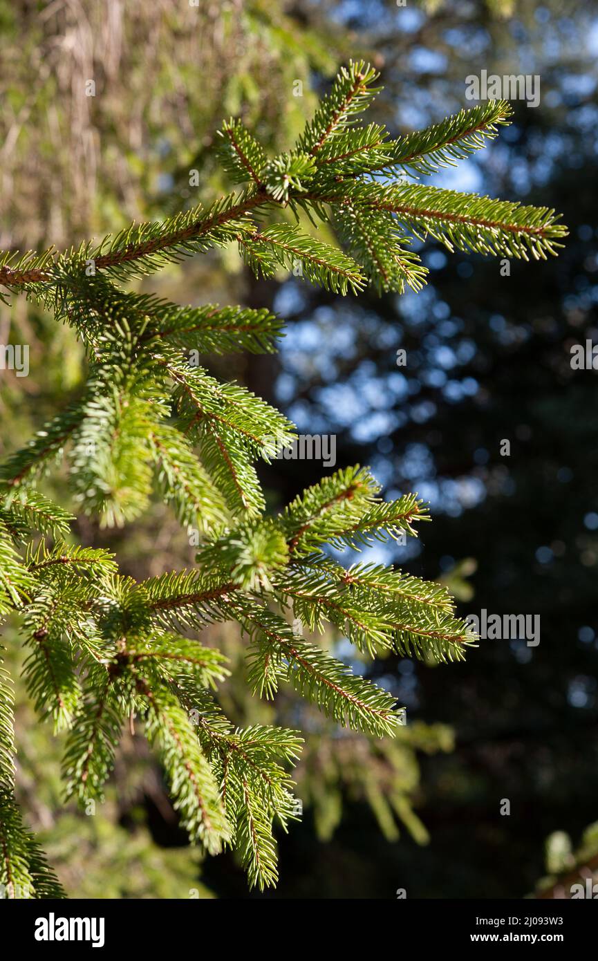 Picea abies, die Norwegenfichte oder europäische Fichte, ist eine Fichtenart, die in Nord-, Mittel- und Osteuropa beheimatet ist. Stockfoto