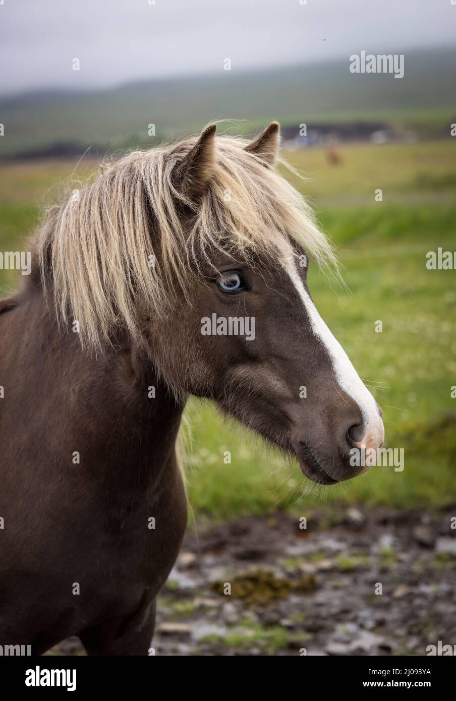Silbernes Ananas-Islandstutfohlen Stockfoto