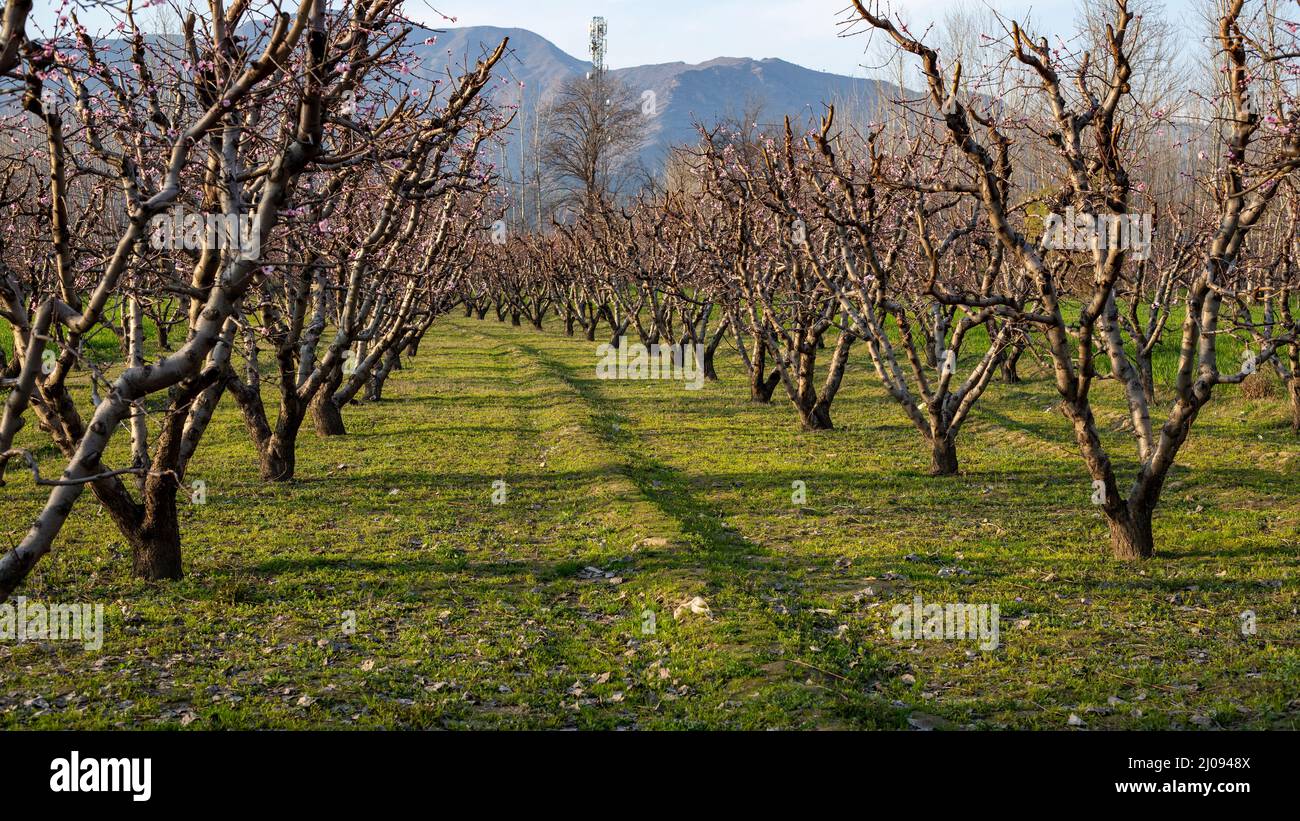 Pfirsichbäume in einer Reihe in den Obstgarten gepflanzt Stockfoto