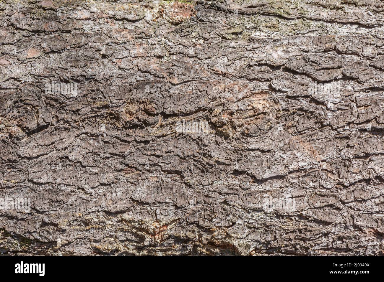 Baum-Rinde-Textur. Oberfläche des alten Baumstammes. Stockfoto