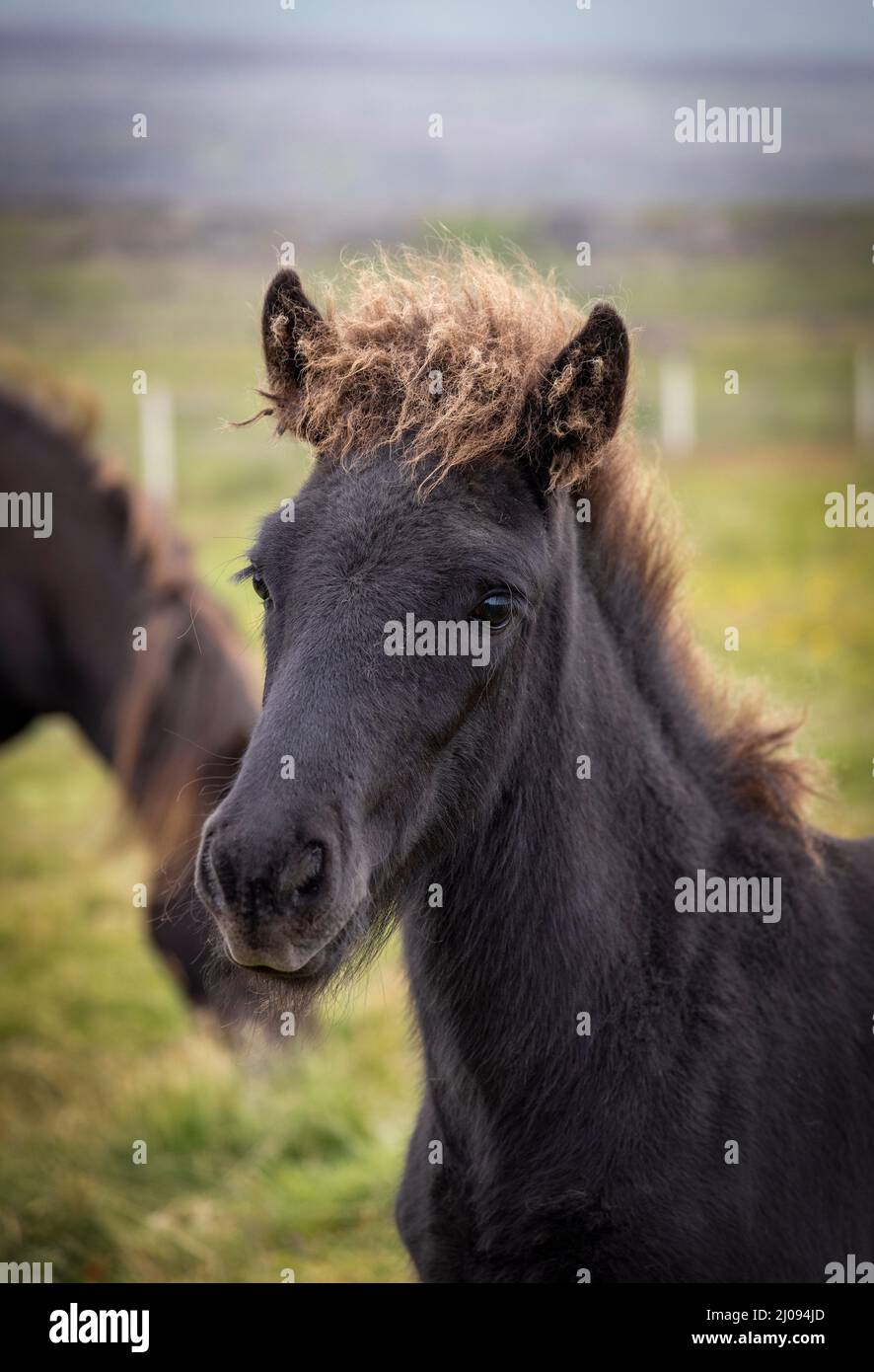 Schwarzes isländisches Pferdefohlen Stockfoto