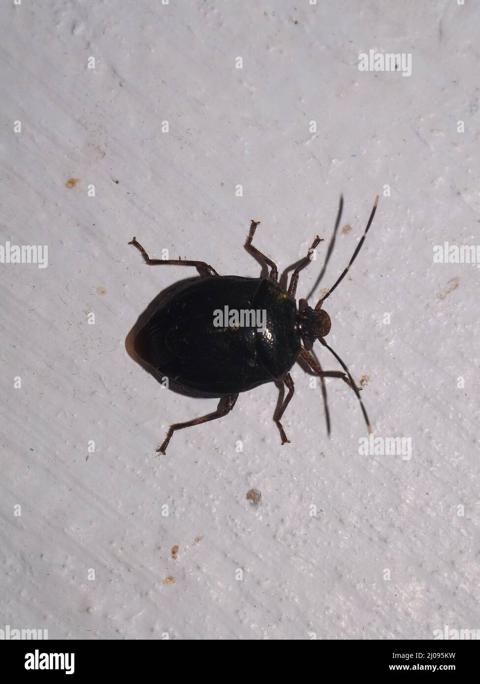 Ein großer schlichter schwarzer tropischer Käfer (Ordnung Coleoptera), isoliert auf weißem Hintergrund aus dem Dschungel von Belize, Mittelamerika Stockfoto