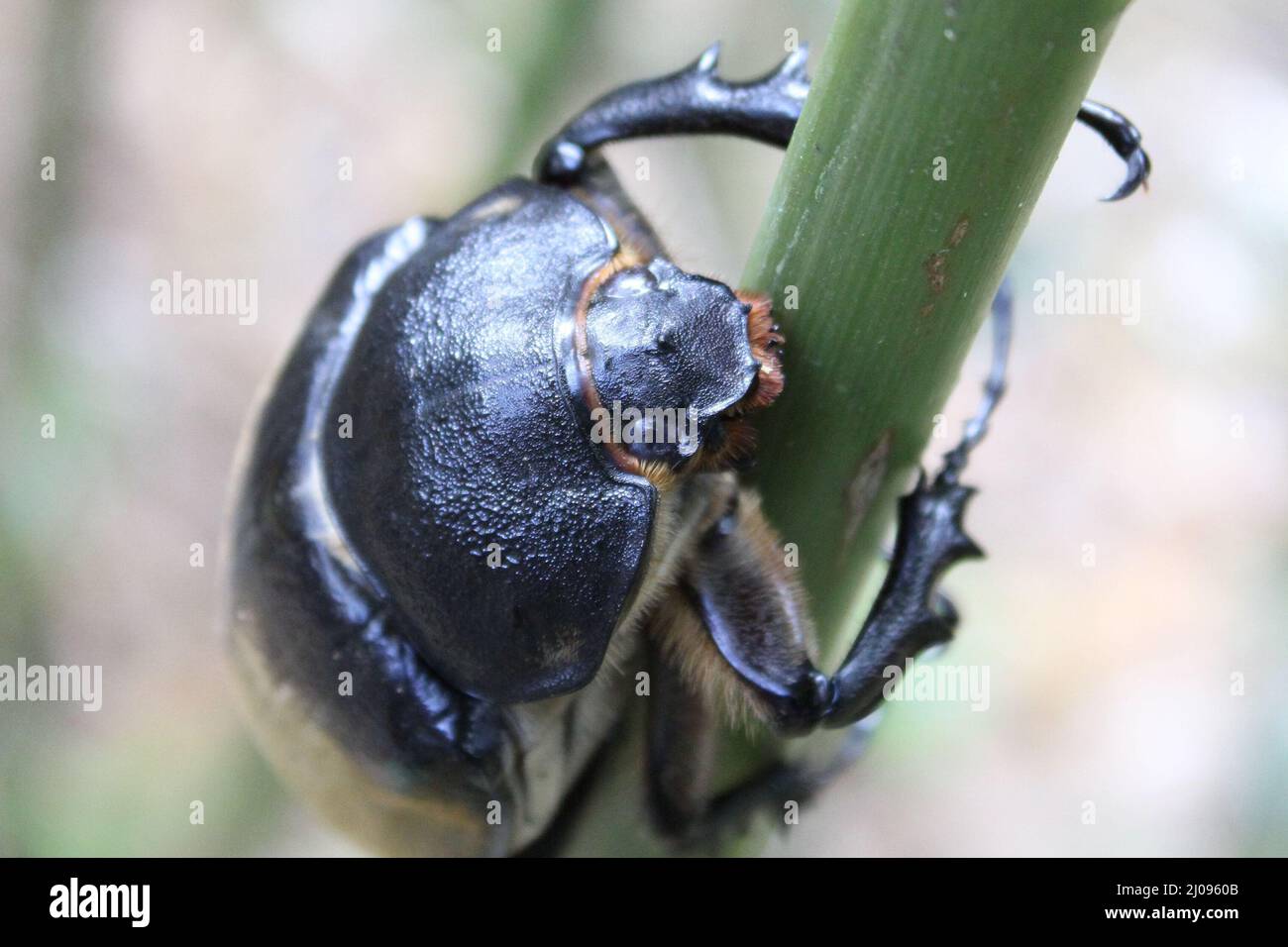 Vorderansicht eines schwarz-grauen Hirschkäfer (Ordnung Coleoptera), der sich an einem grünen Stamm festhält, isoliert auf einem natürlichen, tropischen Hintergrund Stockfoto