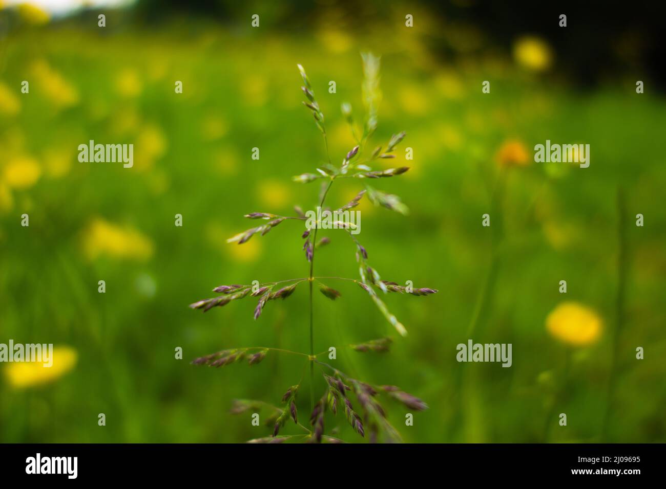 Einzelner Stamm aus wildem Gras blüht mit Samen und isoliert auf einem natürlichen grünen Hintergrund mit gelben Blüten Stockfoto