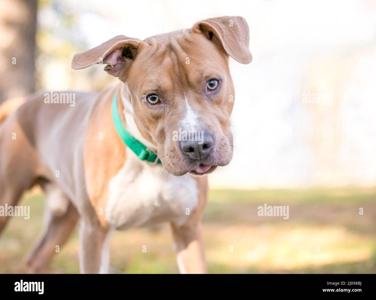 Ein kalter und weißer Pit Bull Terrier Mischlingshund, der mit einem Kopf zuhört und seine Zunge herausstreckt Stockfoto