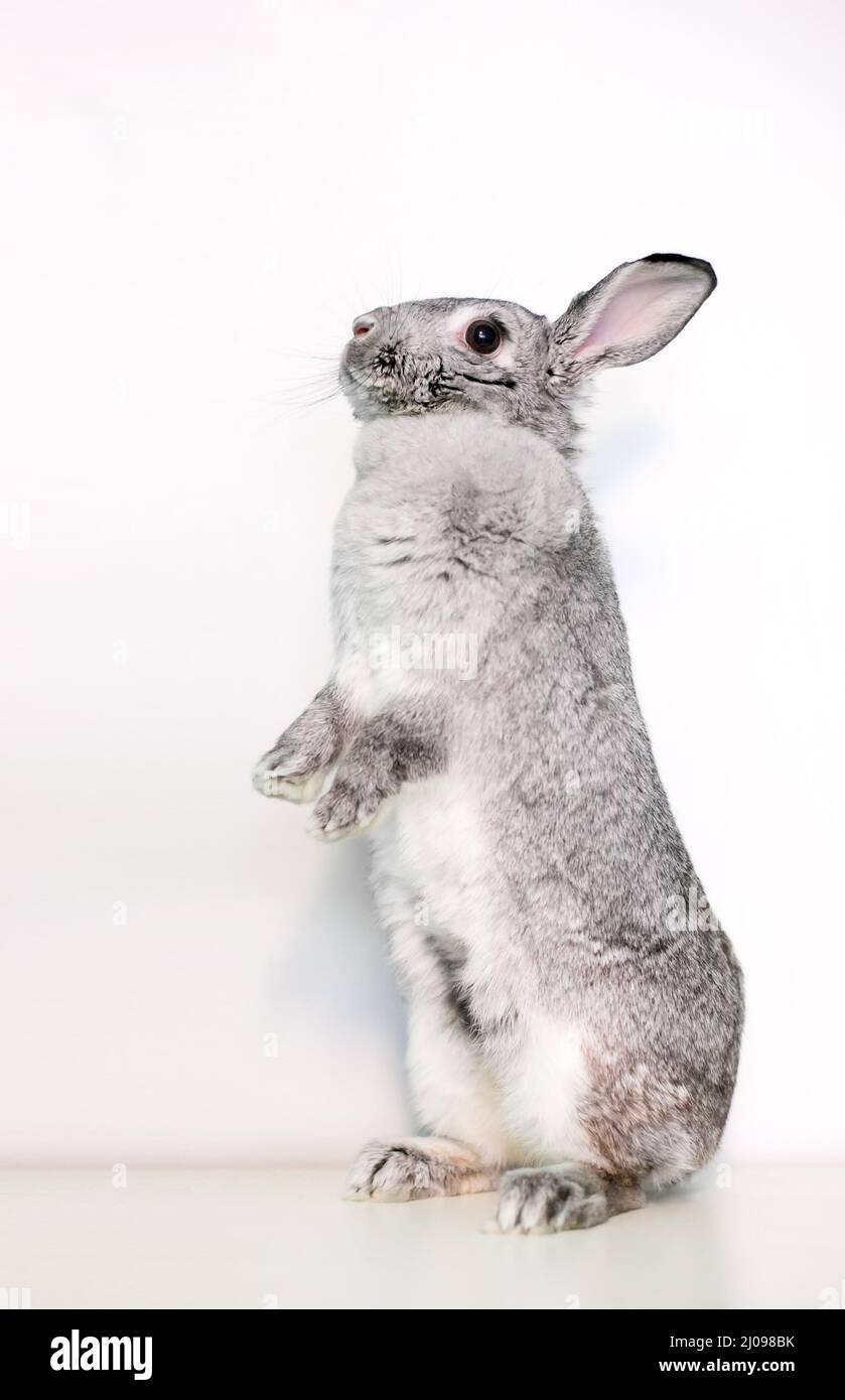 Ein riesiger Chinchilla-Hase, der aufrecht auf seinen Hinterbeinen steht Stockfoto