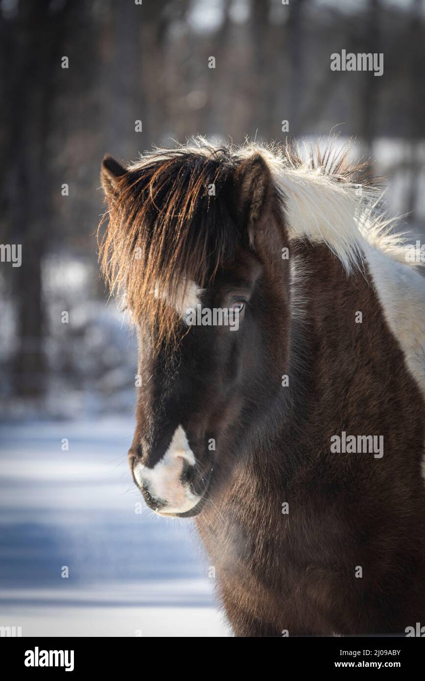 Wunderschöne Pinto Isländische Pferdestute im Schnee Stockfoto