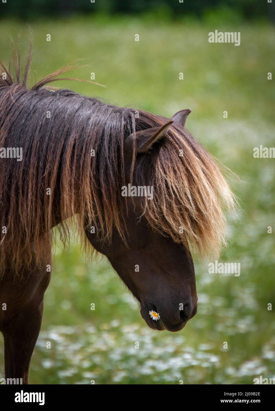 Isländisches Pferd, das eine Gänseblümchen im Mund trägt Stockfoto
