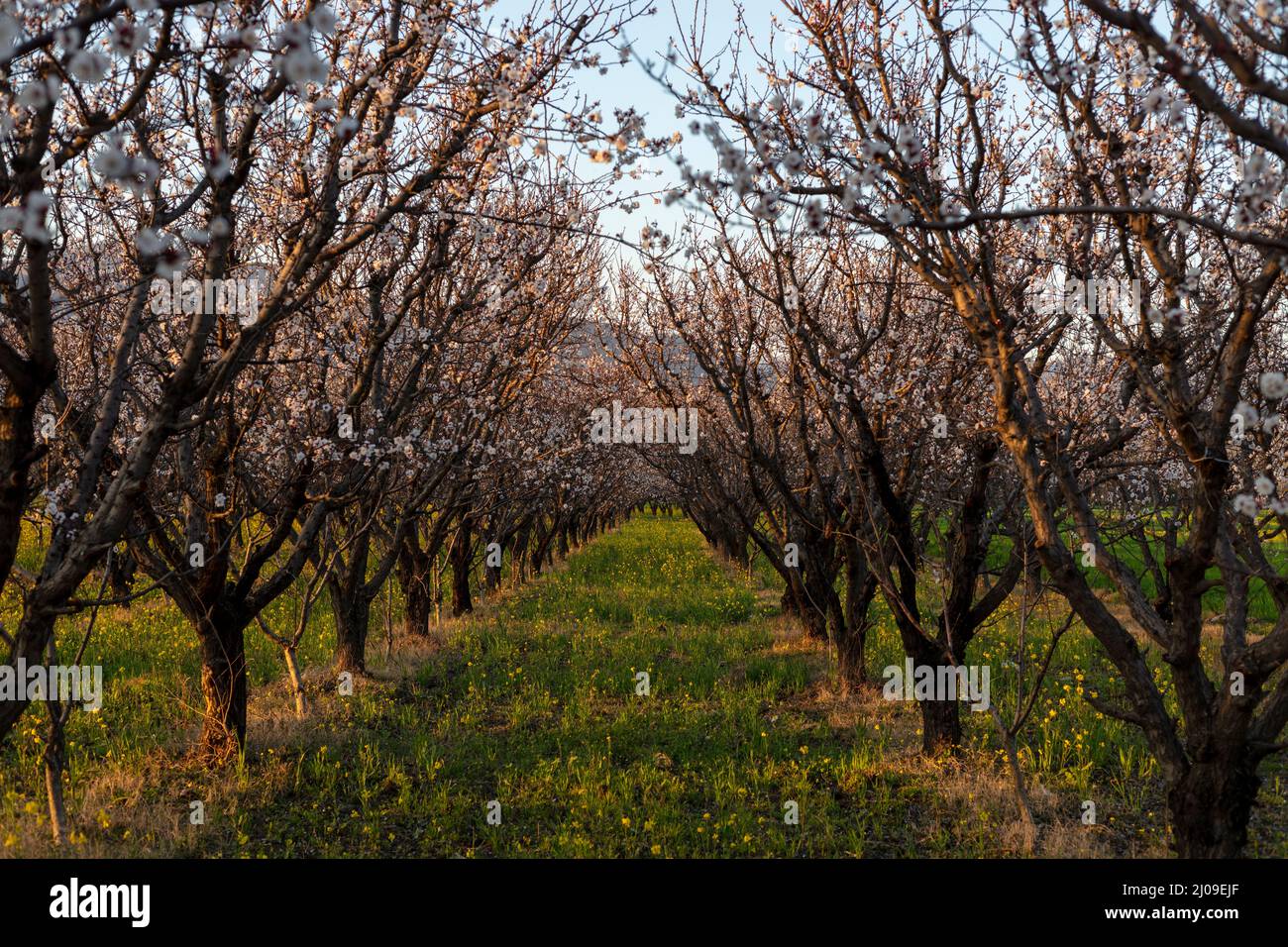 Aprikosenfruchtfarm im Frühjahr Stockfoto