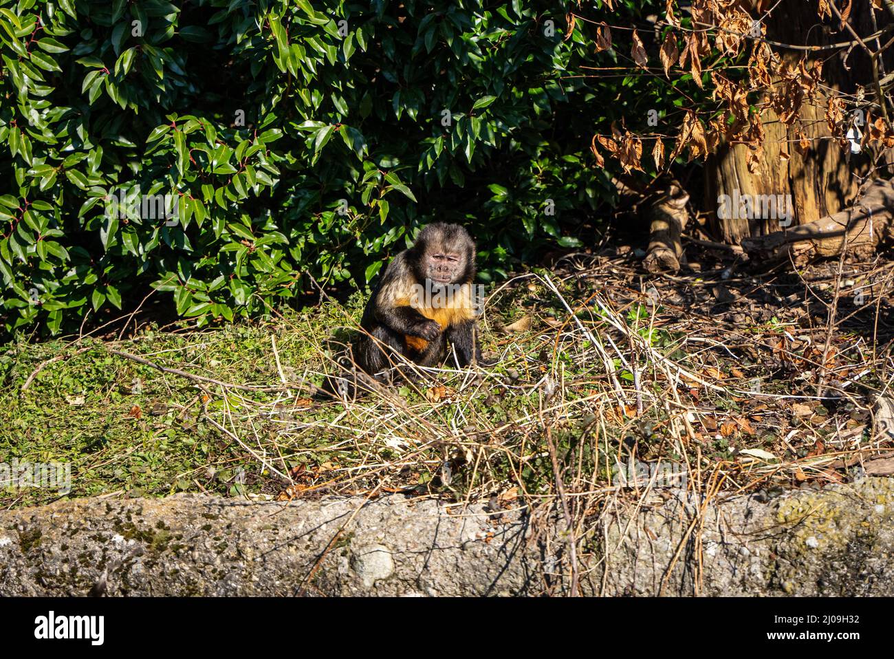 Nahaufnahme eines goldbäuchigen Kapuzineraffen im Zoo Zürich in der Schweiz Stockfoto