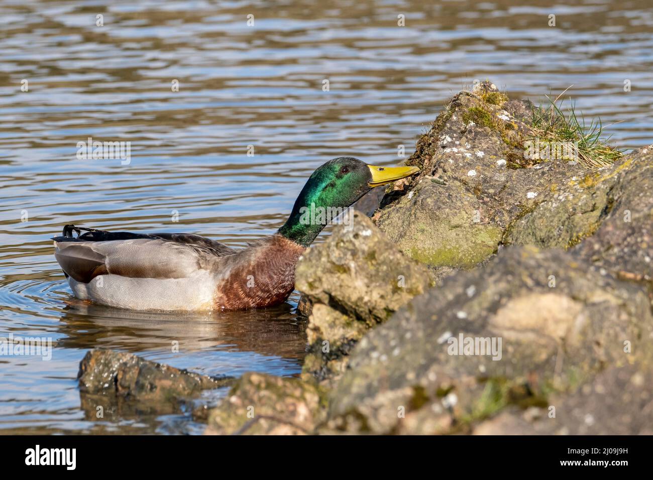 Mallard/Mallard-Ente (Anas platyrhynchos), männlich. Trimpley Reservoir, Worcestershire Stockfoto