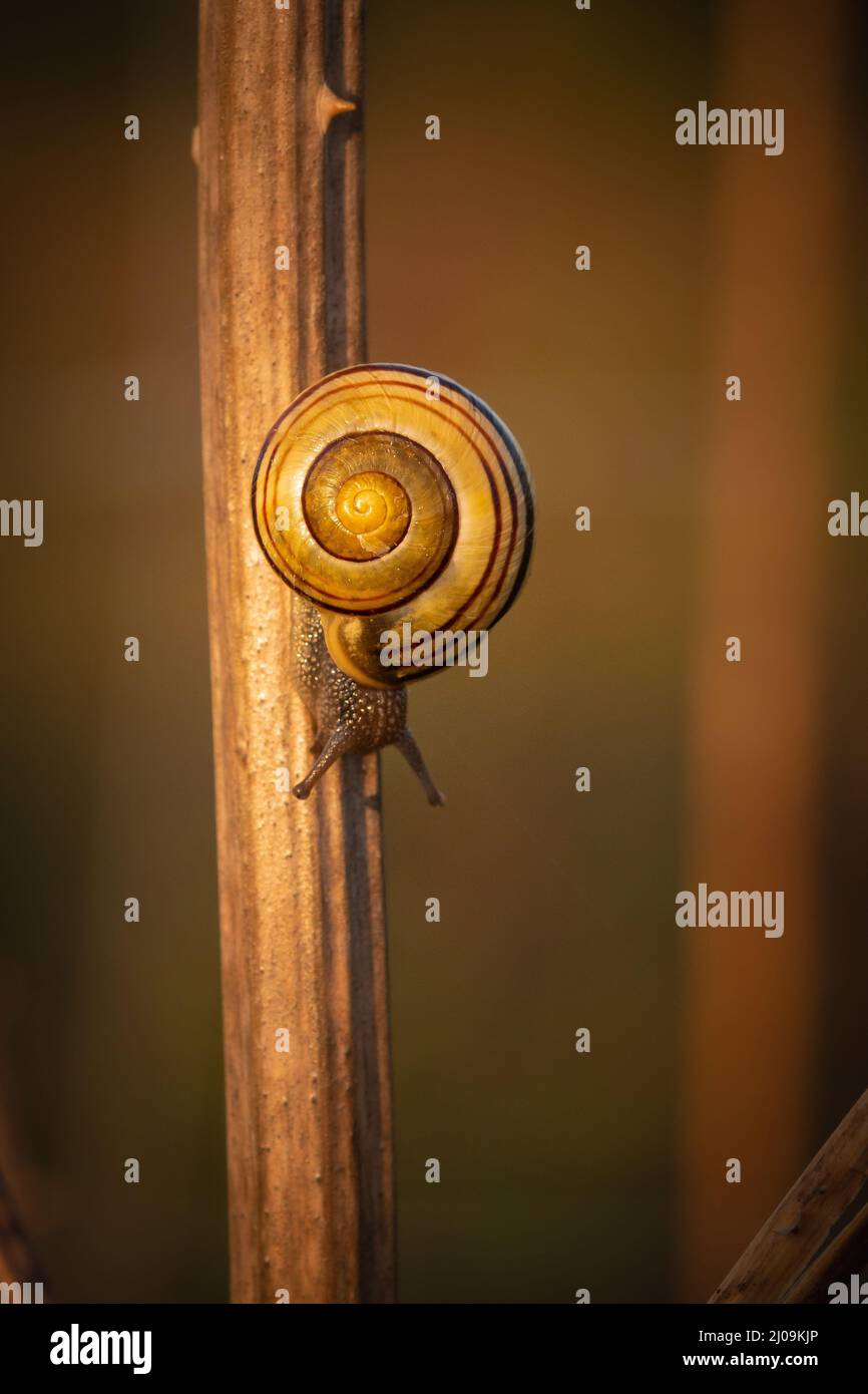 Eine Hainschnecke (Cepaea nemoralis) klettert in der frühen Sonne eines Cambridgeshire Reservats bei Fen Drayton den Bramble-Stamm hinab Stockfoto