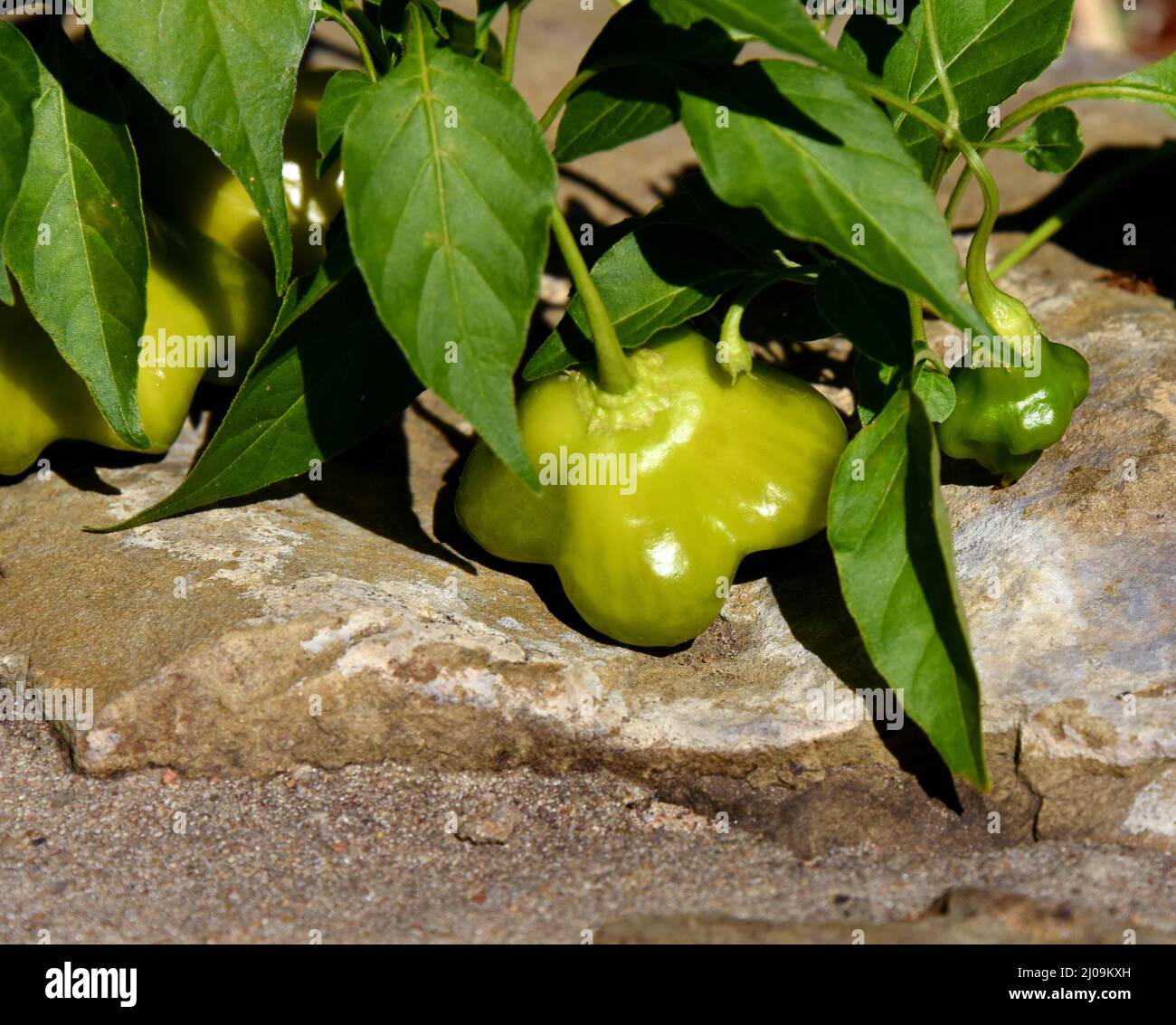 Die brasilianische Seestern-Pfefferpflanze hat mehrere grüne Paprika, die daran hängen. Paprika liegt auf einem Felsvorsprung. Stockfoto